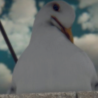 Portrait de Seagull